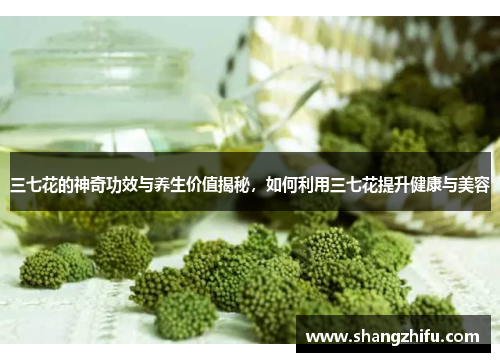 三七花的神奇功效与养生价值揭秘，如何利用三七花提升健康与美容
