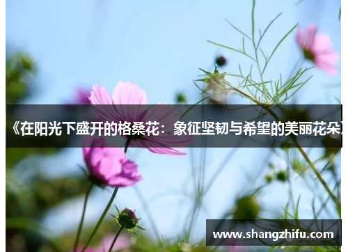《在阳光下盛开的格桑花：象征坚韧与希望的美丽花朵》