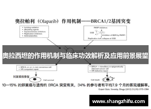 奥拉西坦的作用机制与临床功效解析及应用前景展望