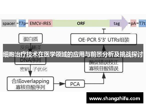 细胞治疗技术在医学领域的应用与前景分析及挑战探讨