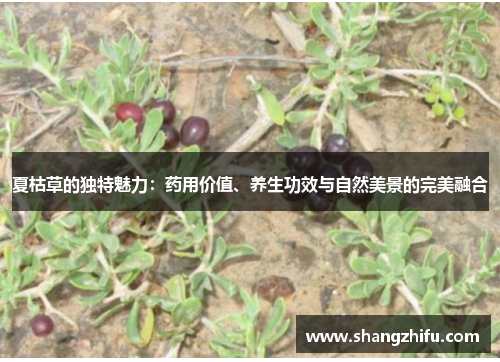 夏枯草的独特魅力：药用价值、养生功效与自然美景的完美融合